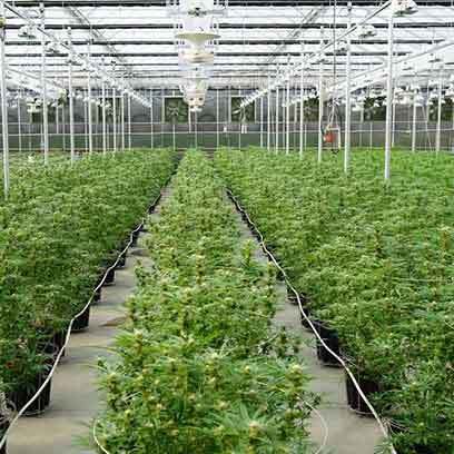 3 Gallon Or 5 Gallon Pots For Autoflower