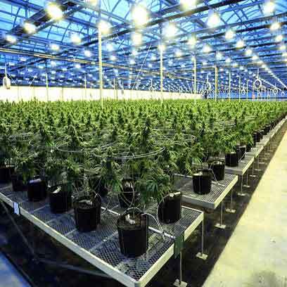 Bulk Buy Cheap Plastic Pots To Grow Marijuana