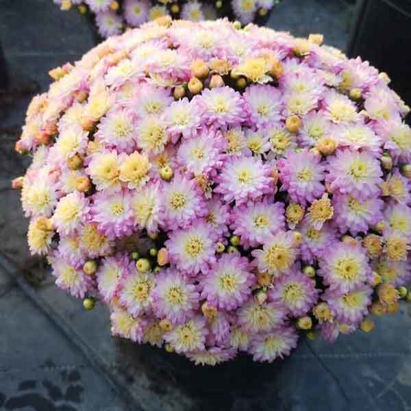 best pots for mums