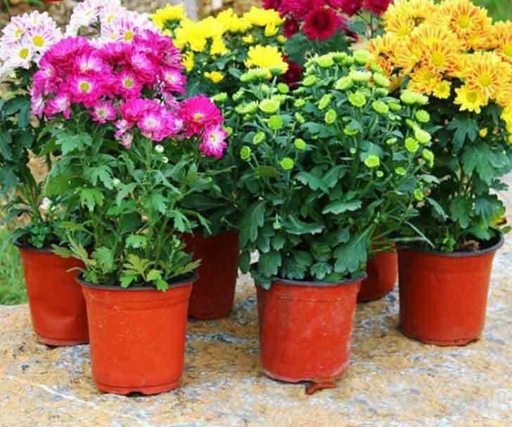 potted chrysanthemum