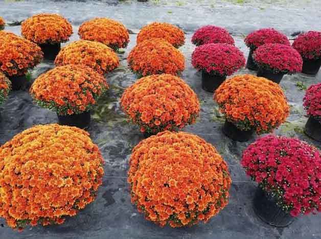 fall mums in planters