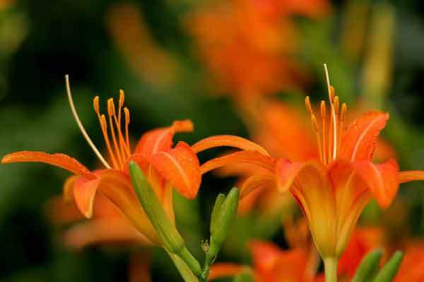 daylily flowers