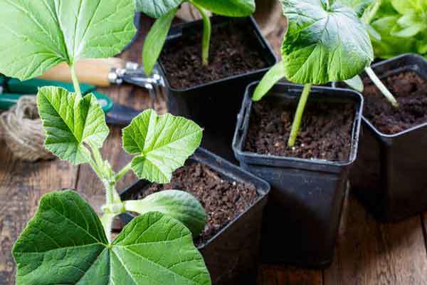 growing squash in pots