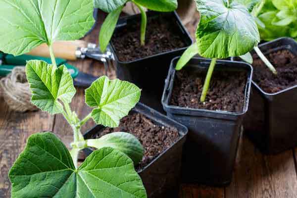 growing squash in pots