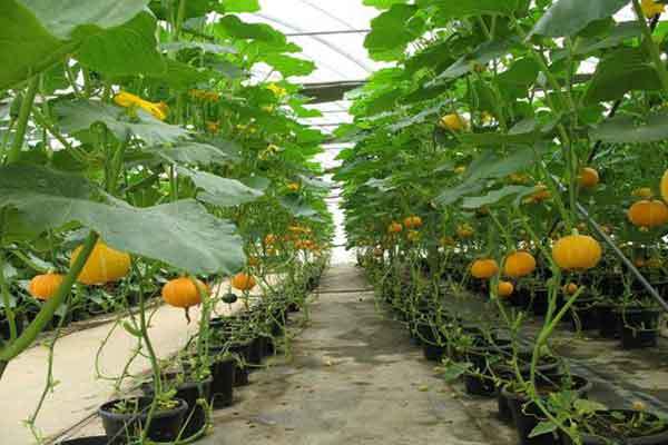 squash plants in containers