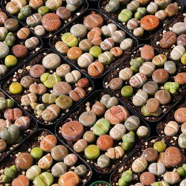 growing lithops from seed