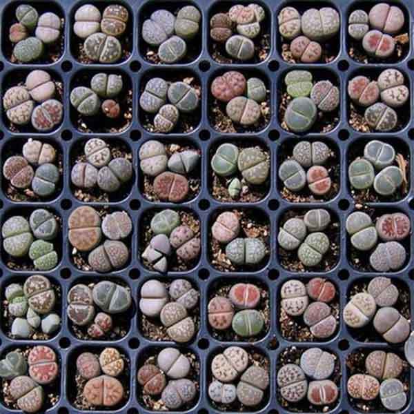 lithops seeds germination