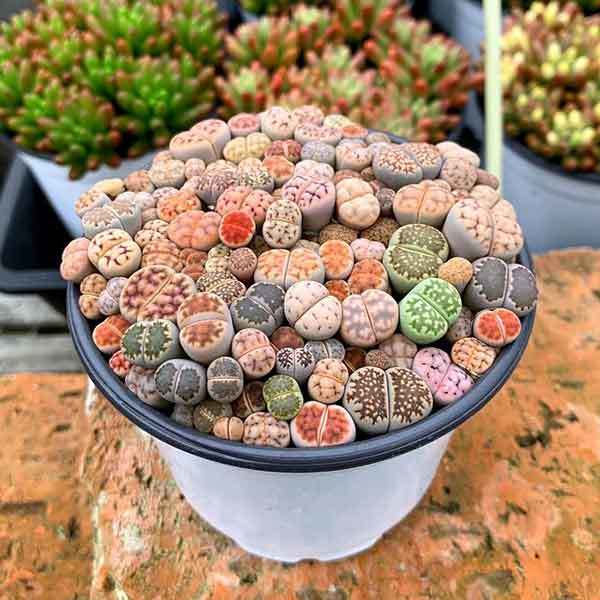 grow lithops in pots