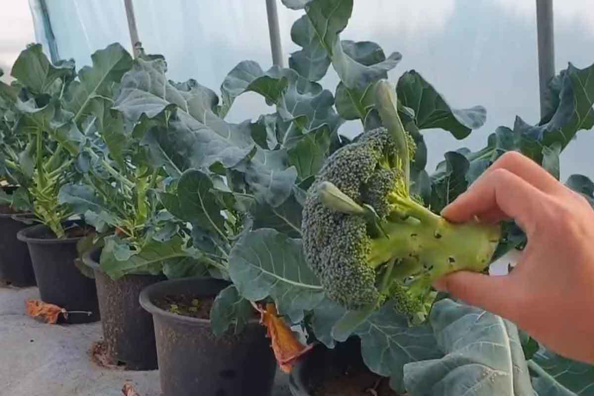 grow broccoli in pots