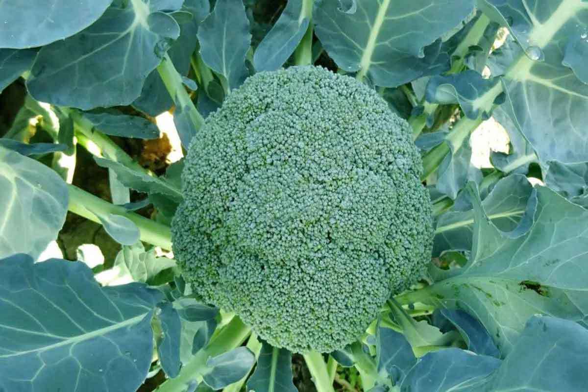 broccoli