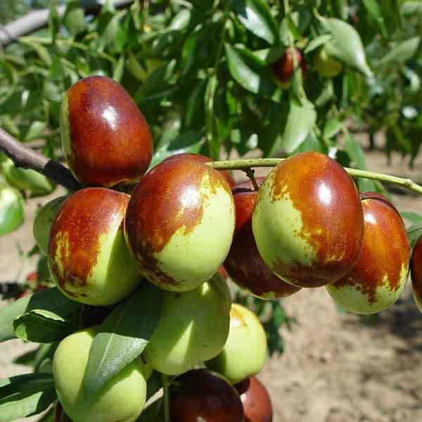 growing jujube from seed