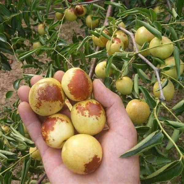 harvest jujube