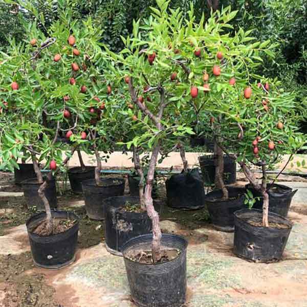 grow jujube in pots