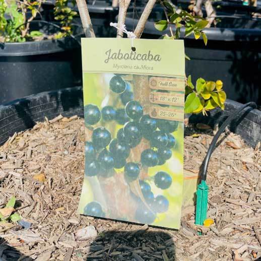 growing jaboticaba in pots