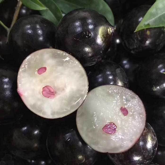 jaboticaba fruit