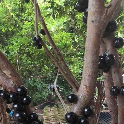 jaboticaba in containers