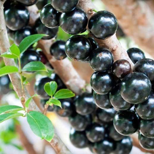 jaboticaba plant