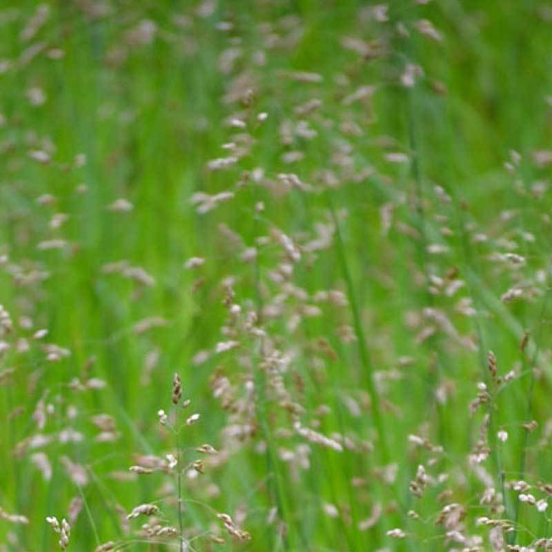 sweetgrass plant