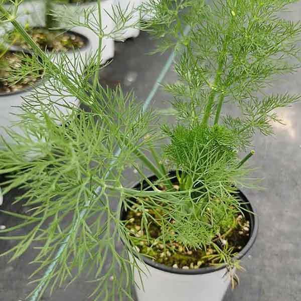 grow dill in containers