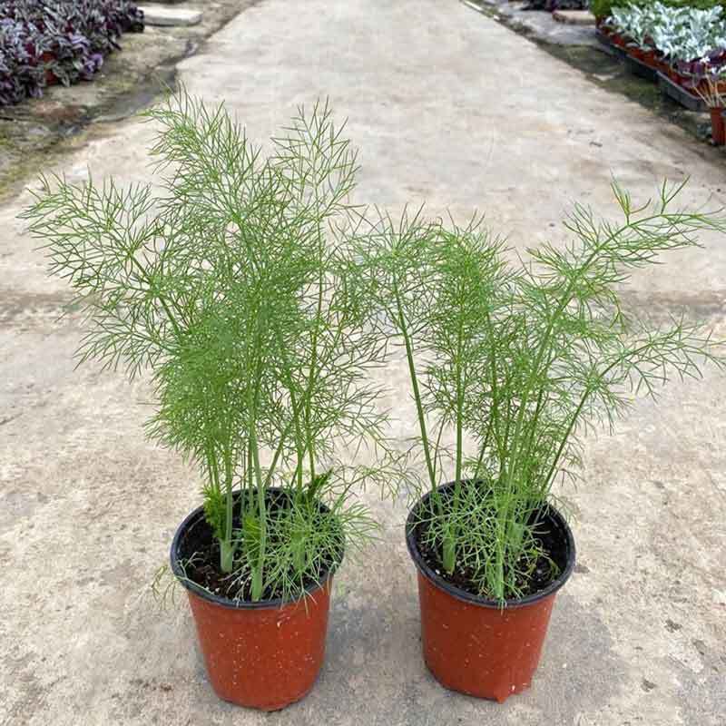 growing dill in pots