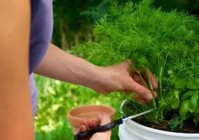 pruning dill