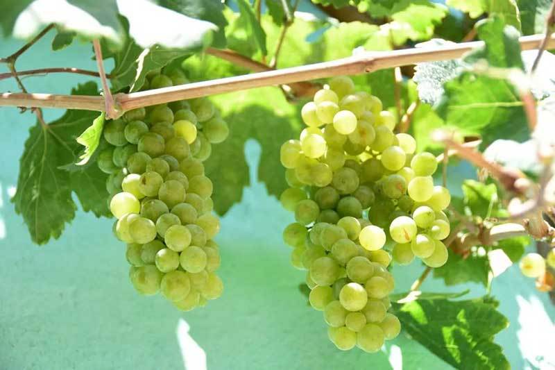 cotton candy grape plants