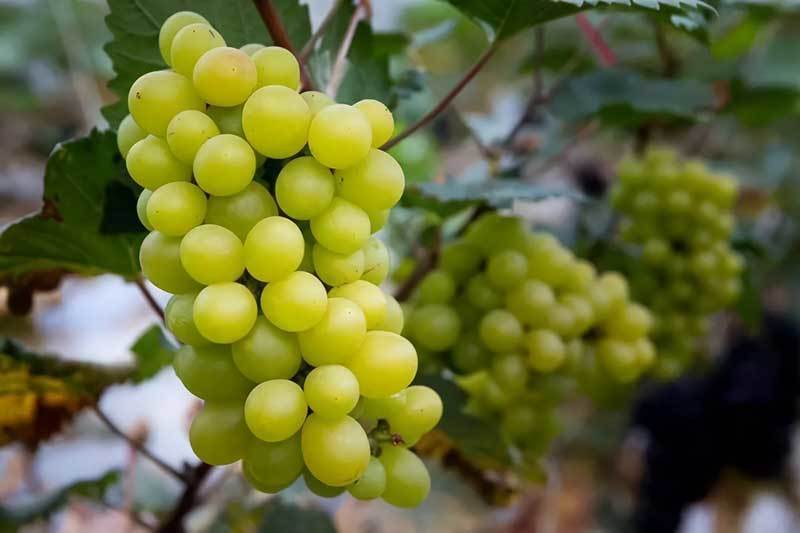 grow cotton candy grapes
