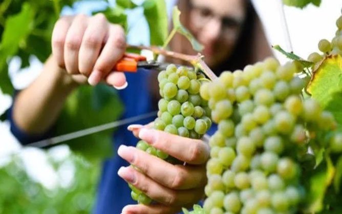 harvesting cotton candy grapes