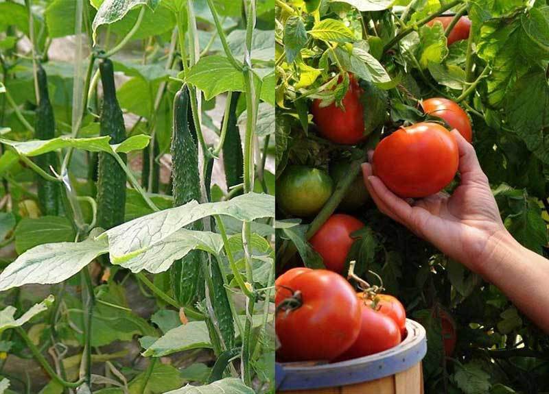 plant cucumbers near tomatoes