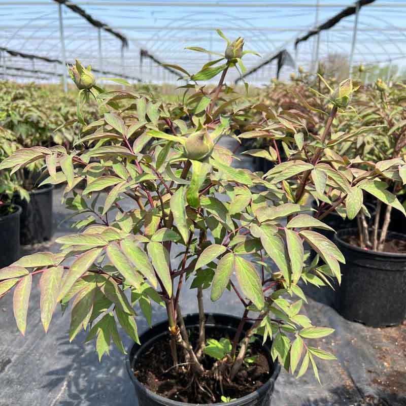 growing peonies in texas