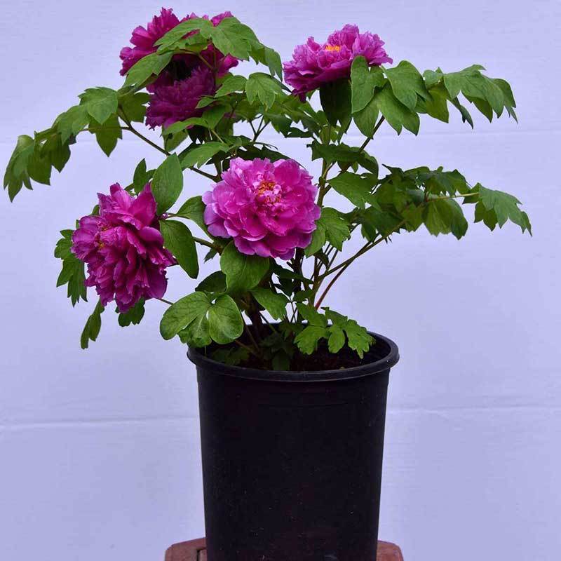 peonies in containers