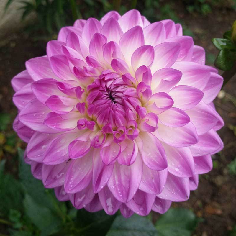 dahlia flowers