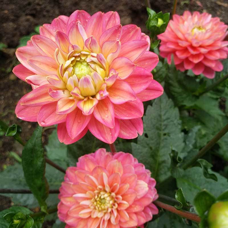 dahlia plants