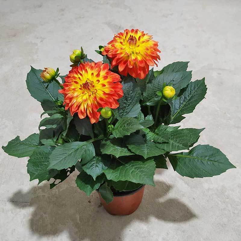 grow dahlias in pots