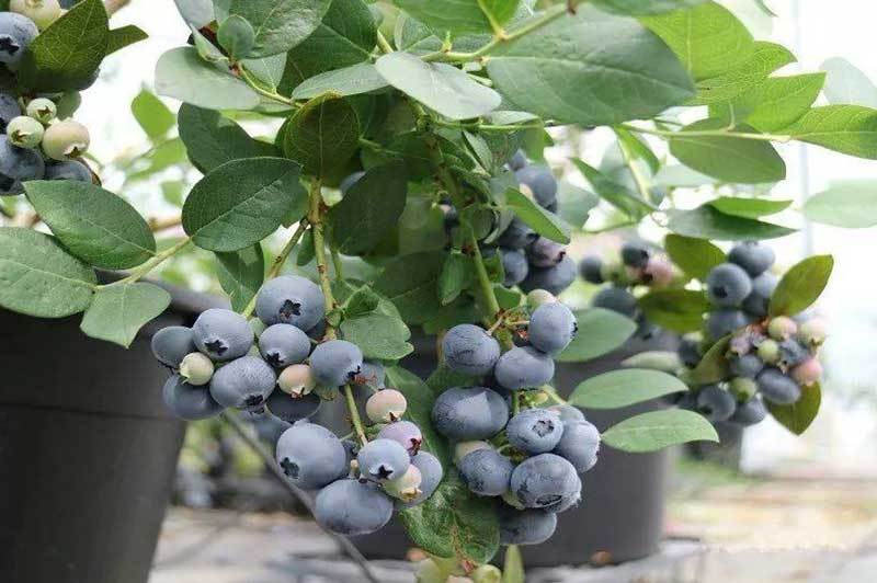 blueberry bush in pots