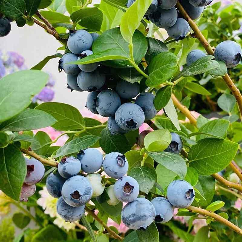 blueberry bush