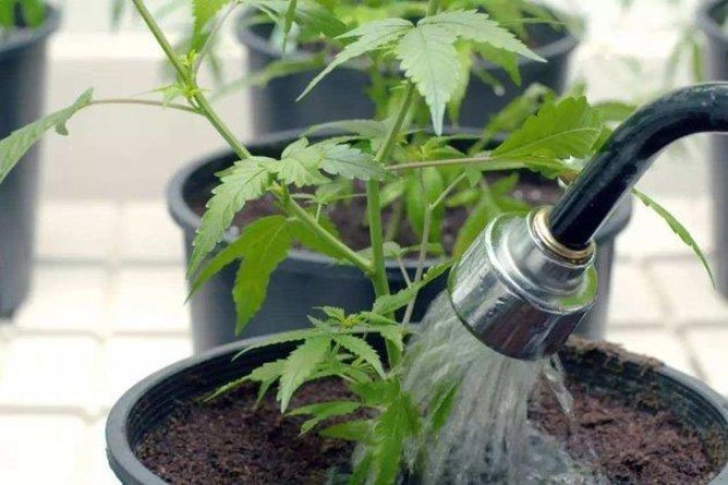 tap water for plants
