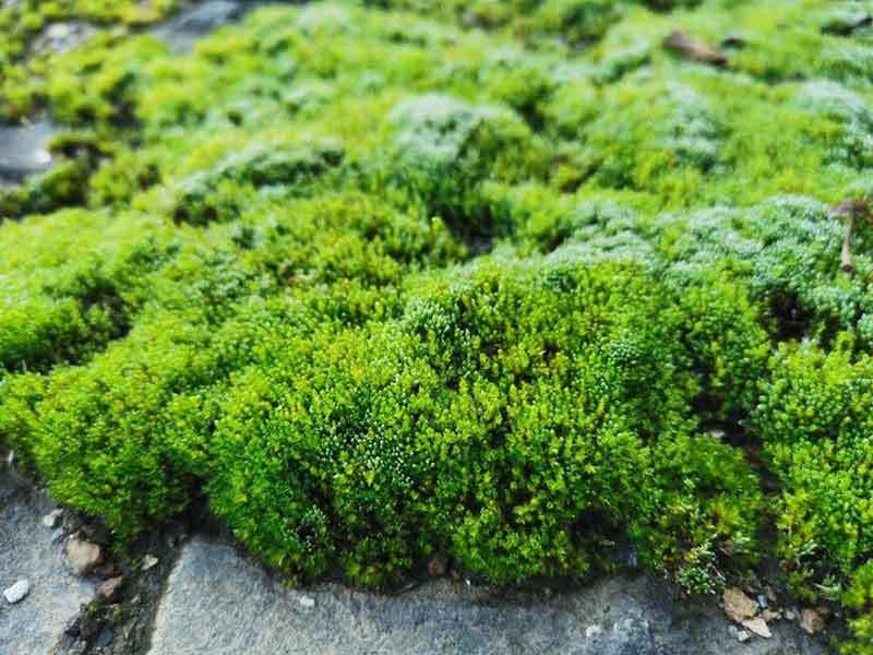 moss growing in garden