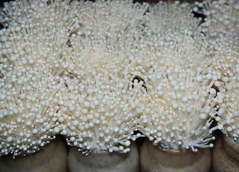 propagate enoki