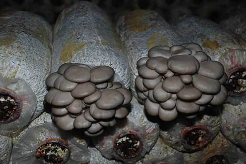 grow maitake