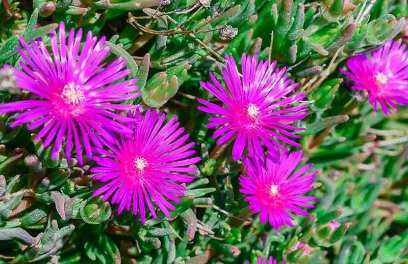 pigface flowers