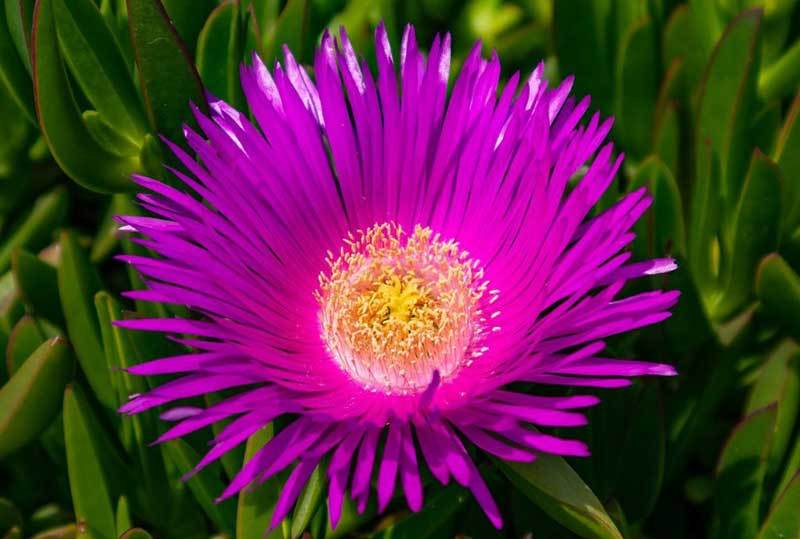 pigface plant