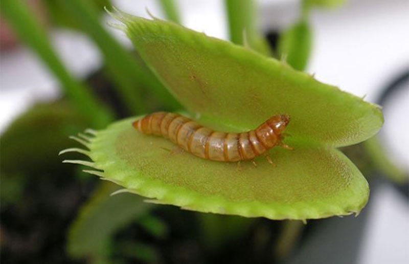 venus fly traps eat mealworms