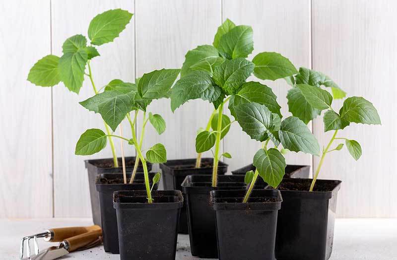 growing tomatillos in pots