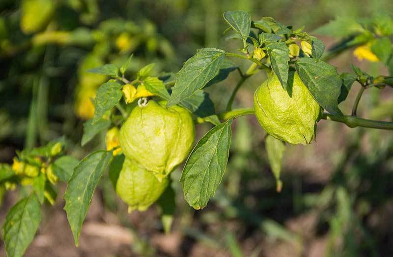 grow tomatillo plants