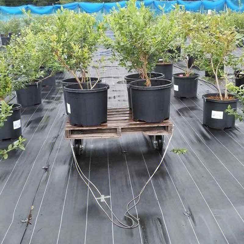 growing blueberries in colorado