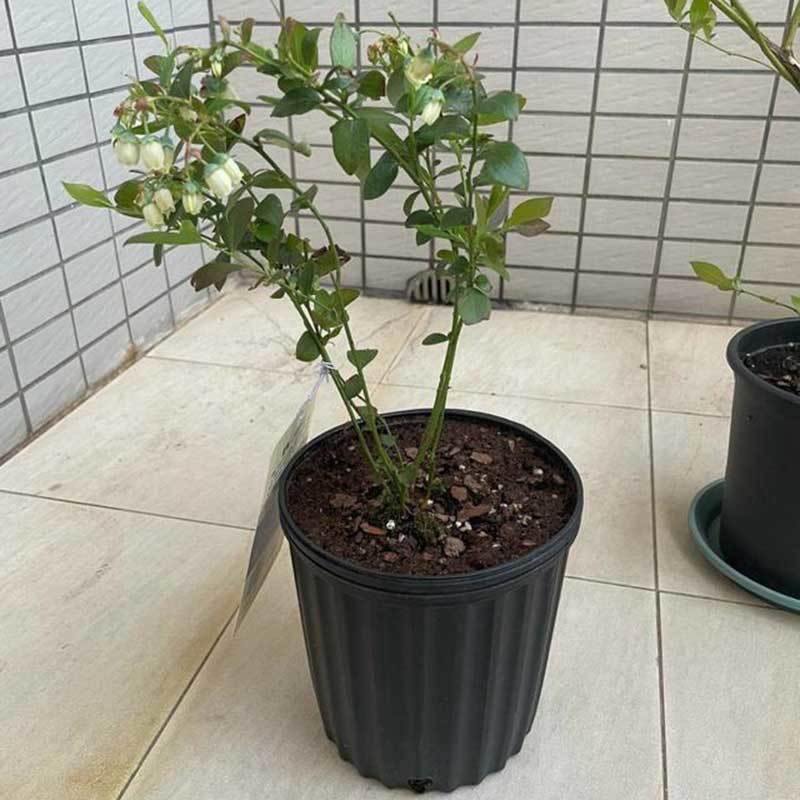growing blueberries in pots
