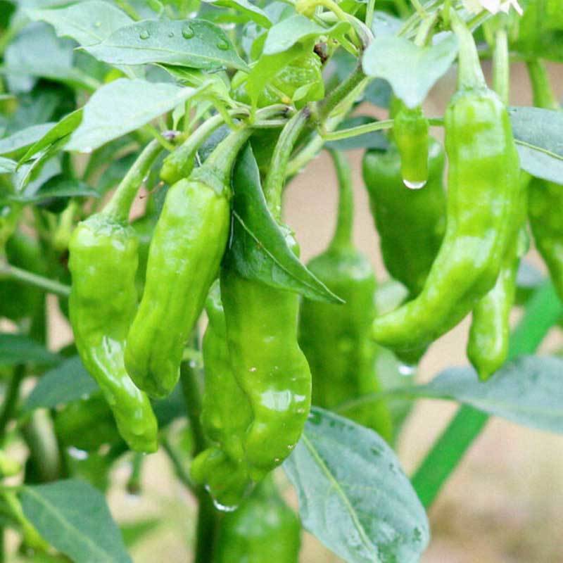 growing shishito peppers