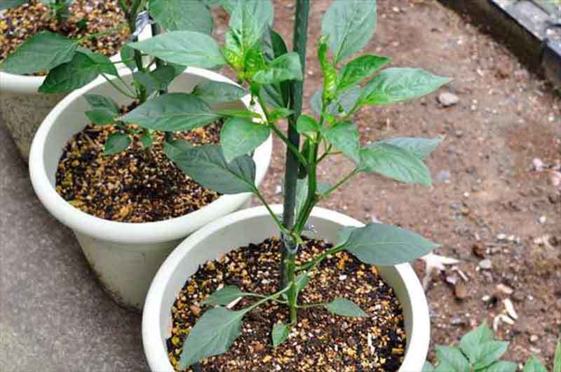 growing shishito peppers in pots