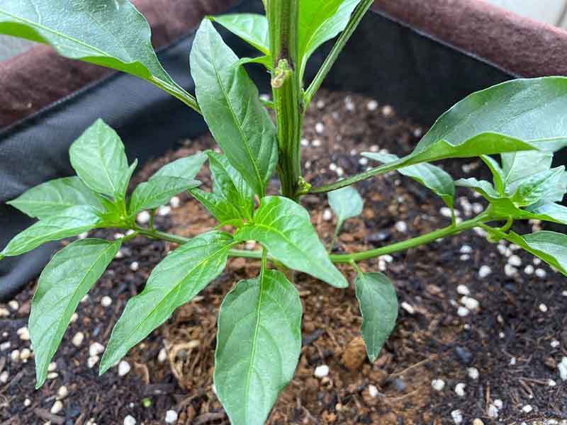 grow shishito peppers